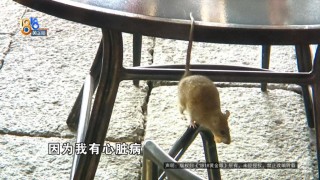 吃完饭一出包厢被大老鼠吓坏了，当事人：退一赔十