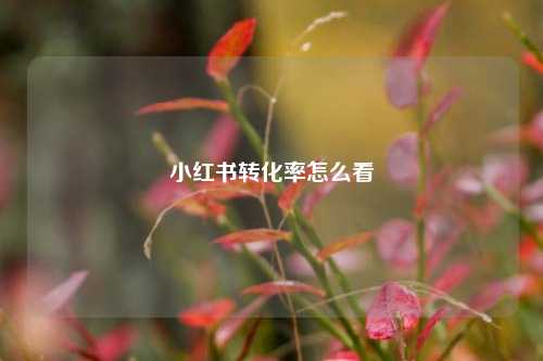 小红书转化率怎么看  第1张